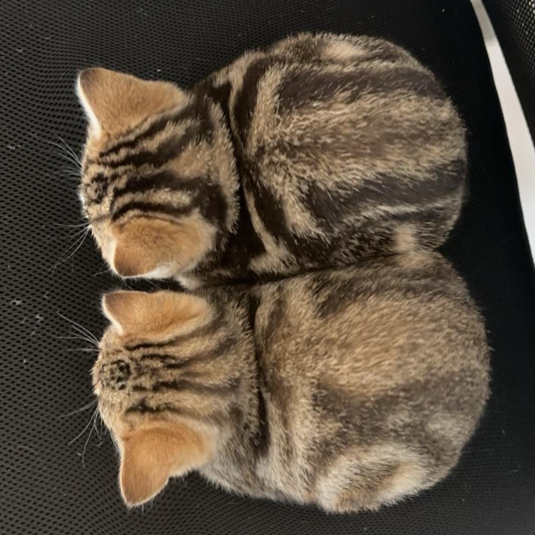 招财猫一