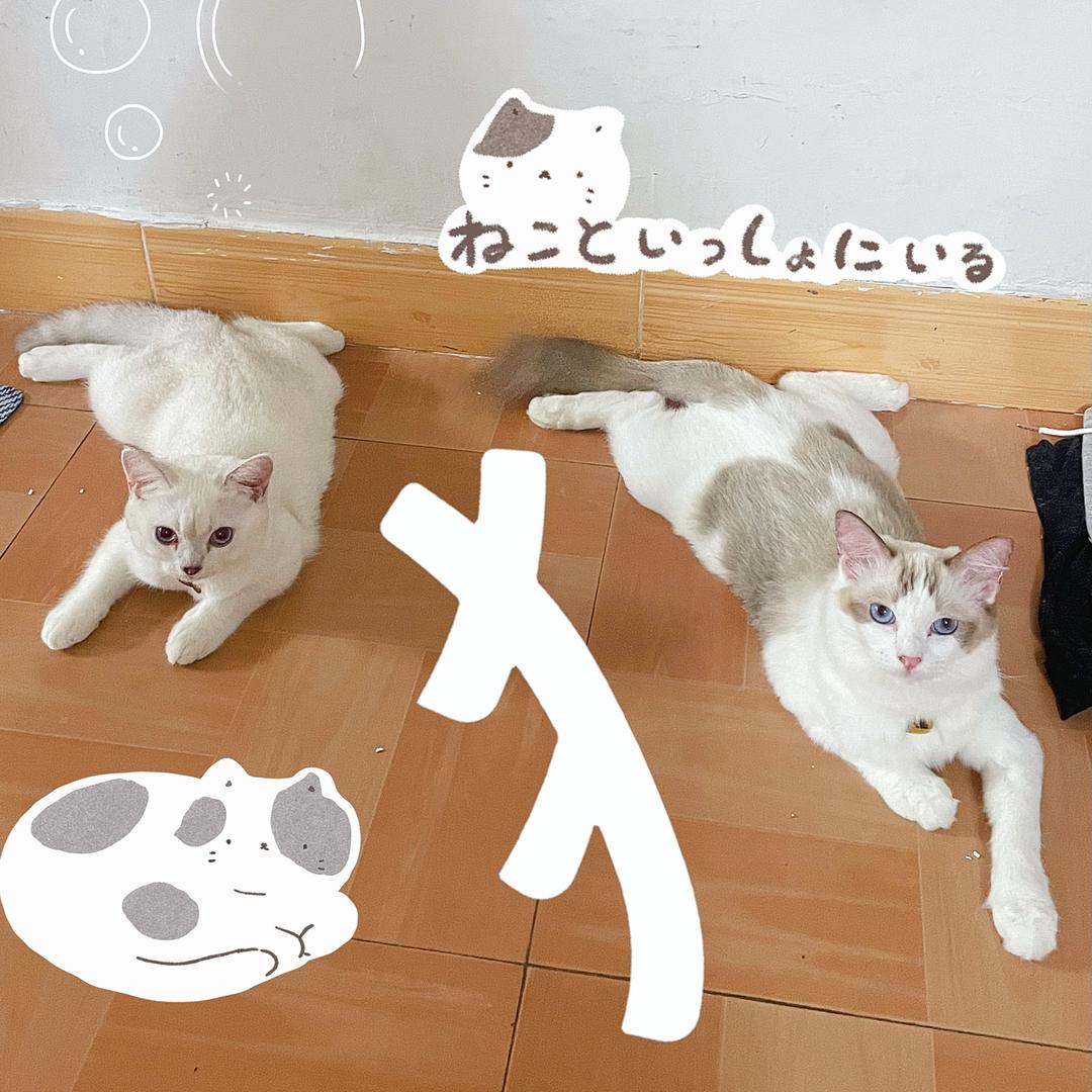 虾咪😈