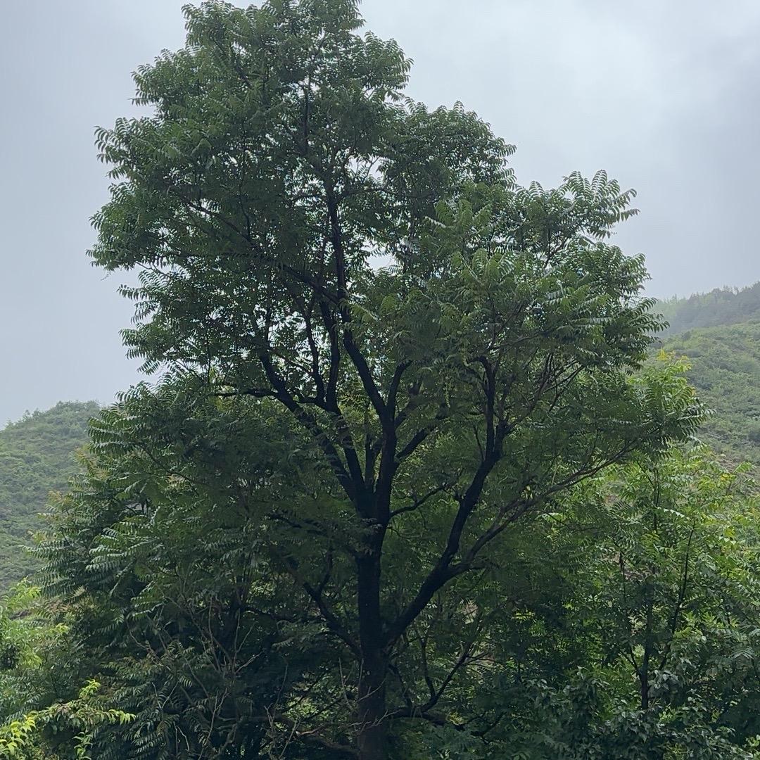 小富贵盆景