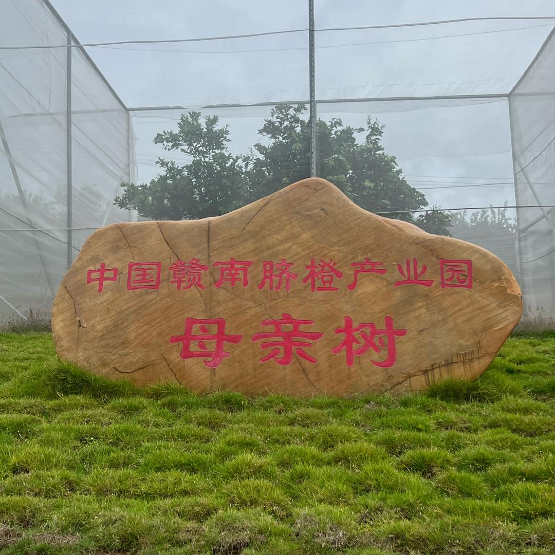 赣南杰橙生态果园