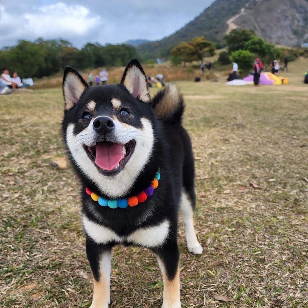 宠游记犬舍