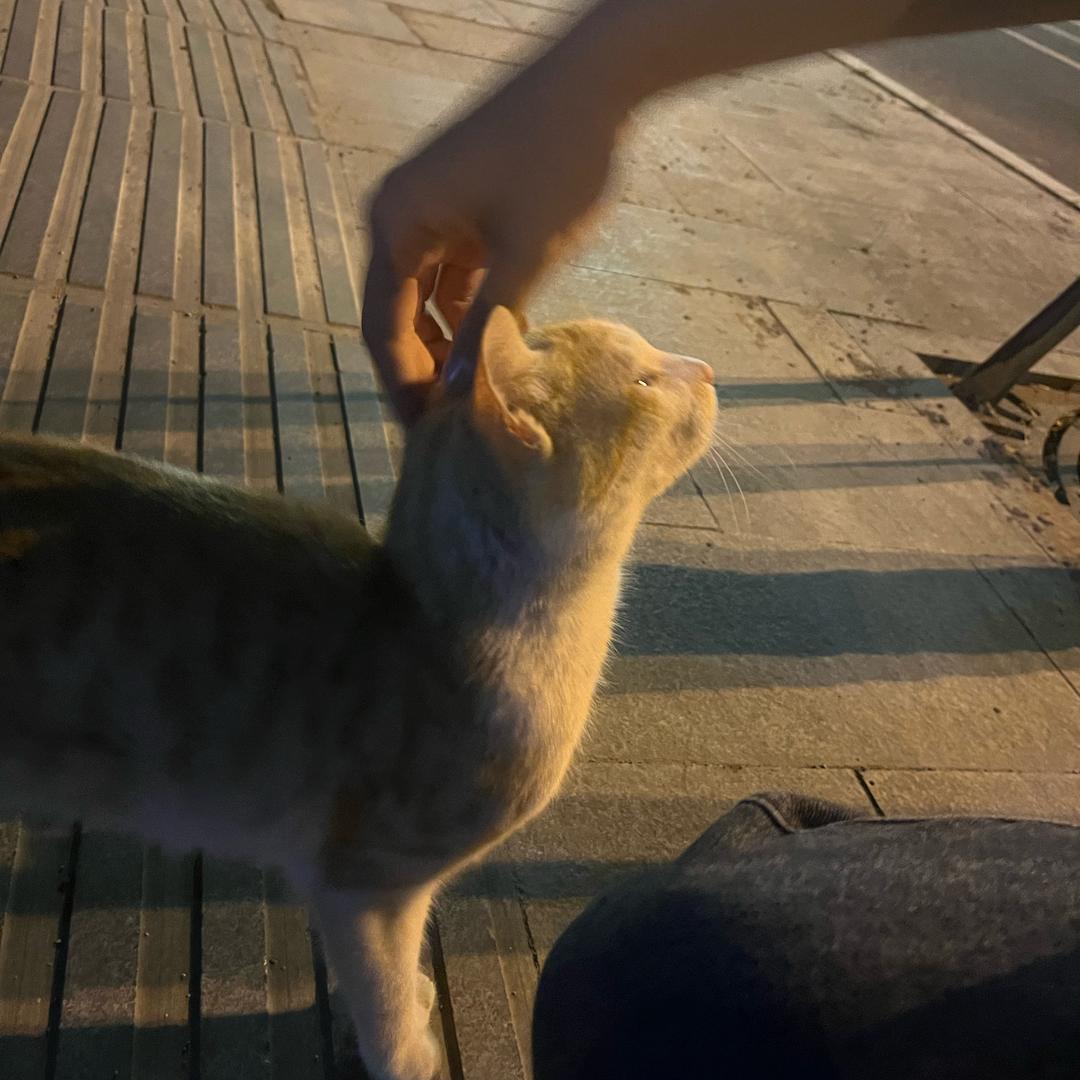 一张七
