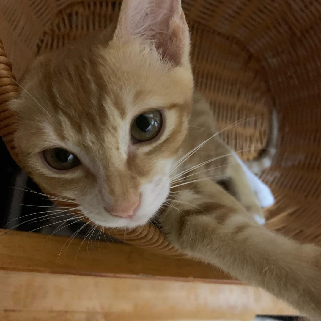 猴子大王o.O