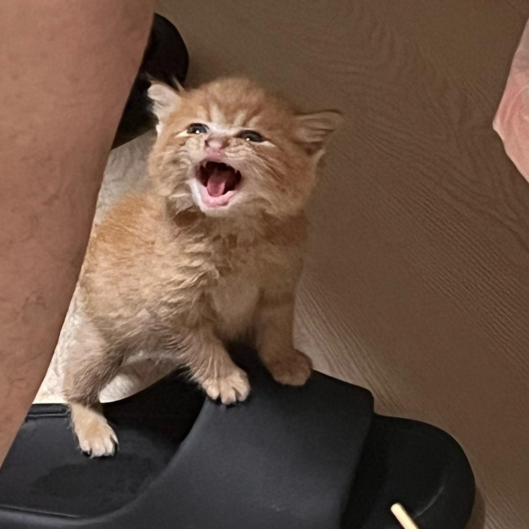 臭臭豆豆观察日记