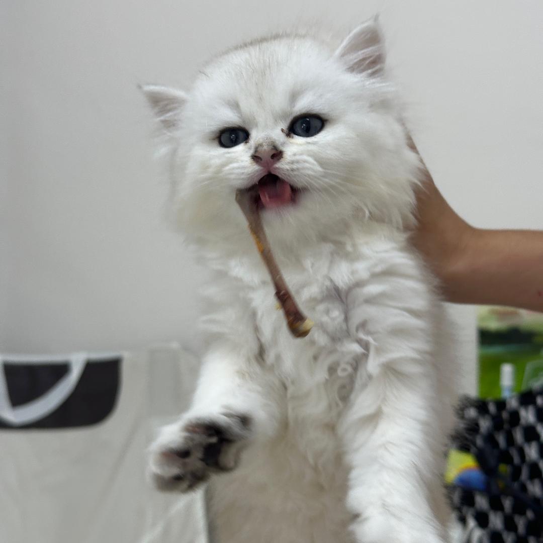 脏脏包