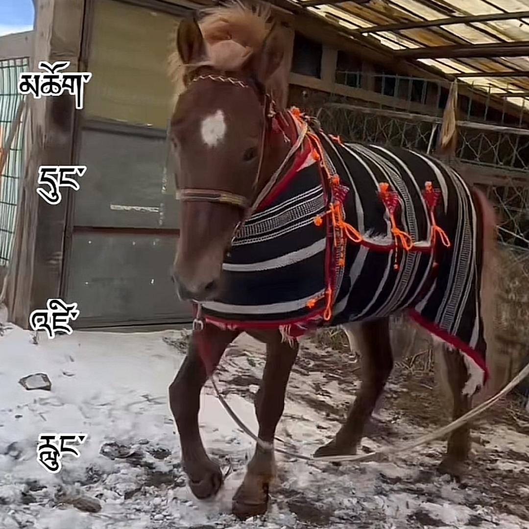 骏马：抖音平台🐎