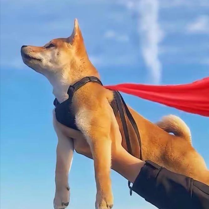 绍宗