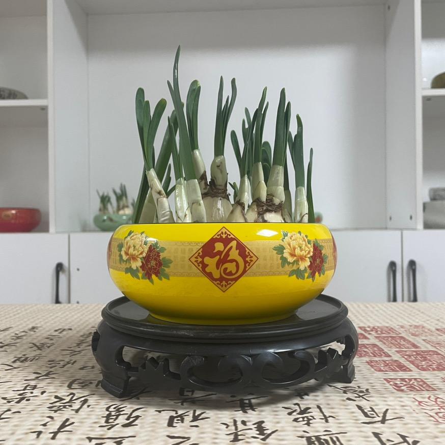 睿雅精品种球