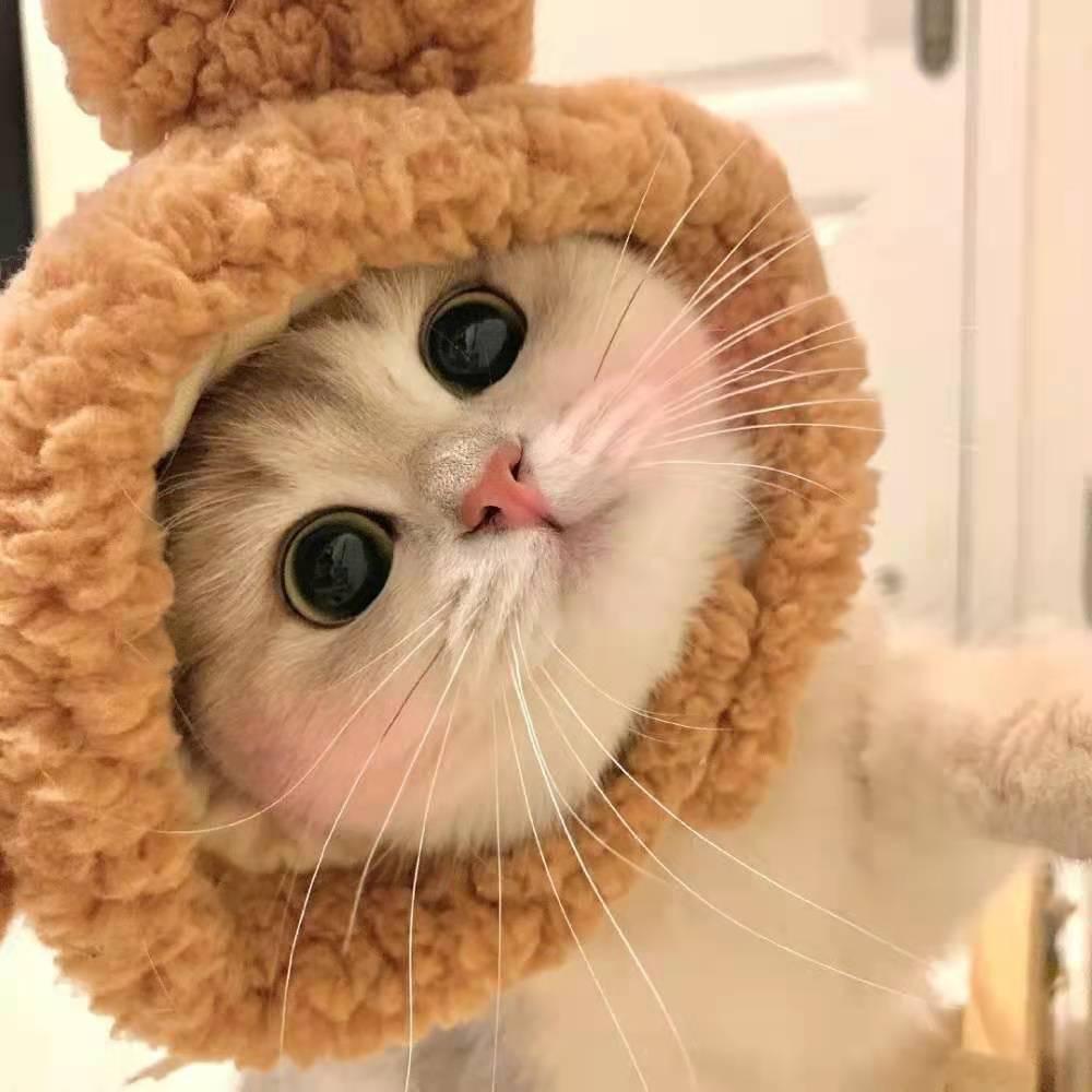灰灰是只小馋猫