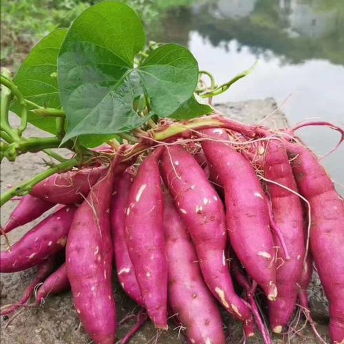 地瓜挖地球@抖音