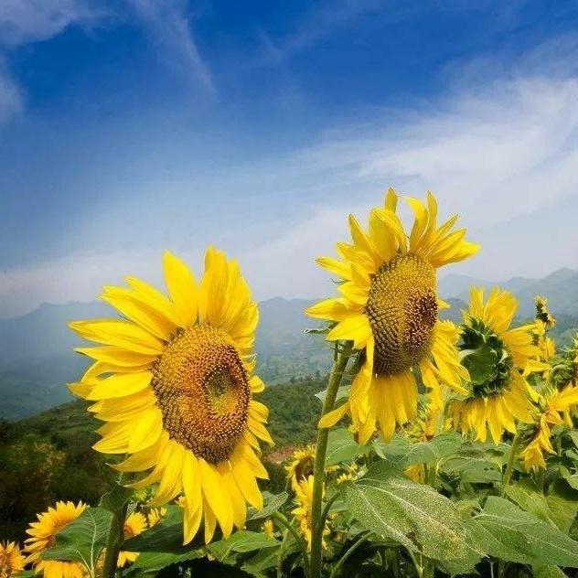 向着太阳迎着光