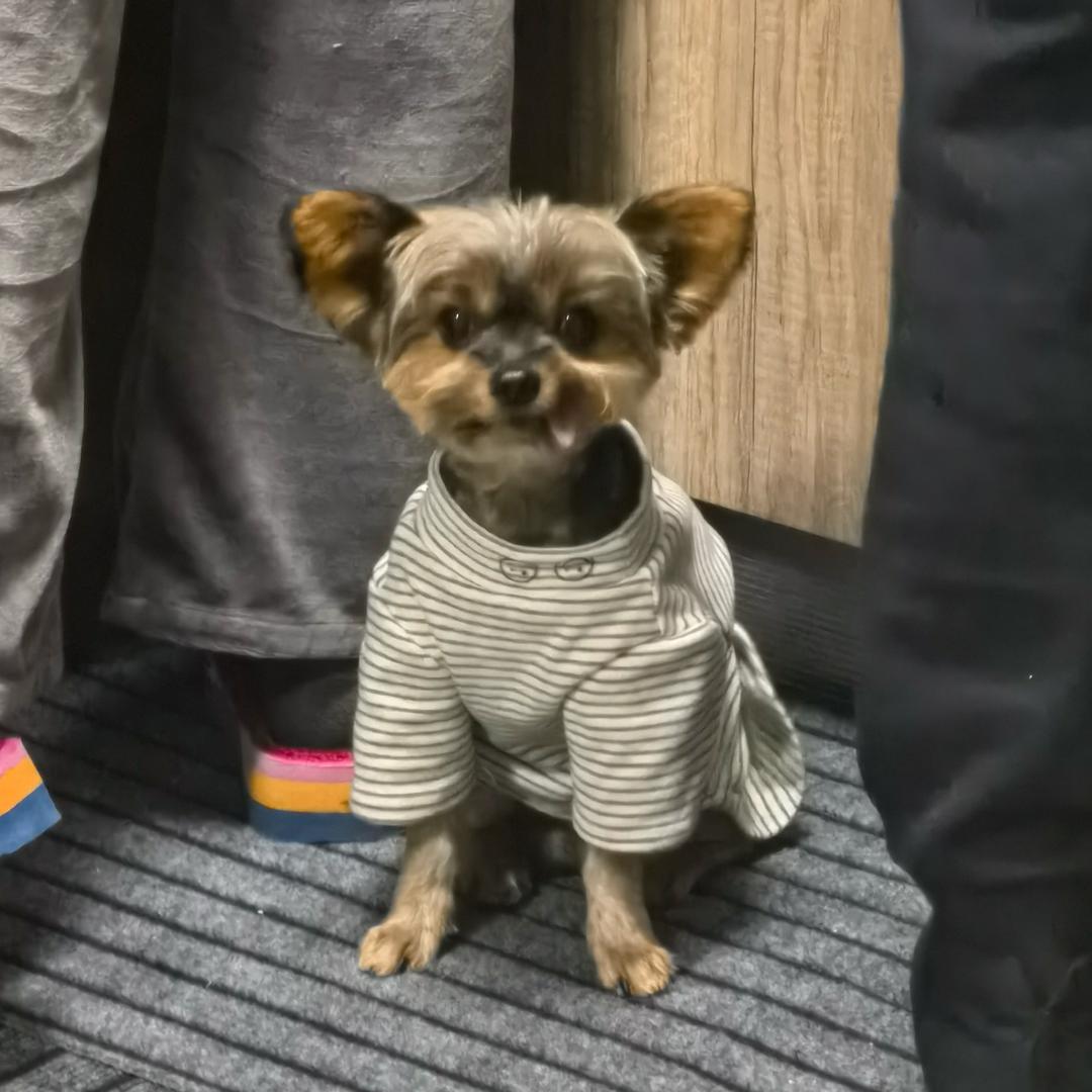 罗伯特不踩坑