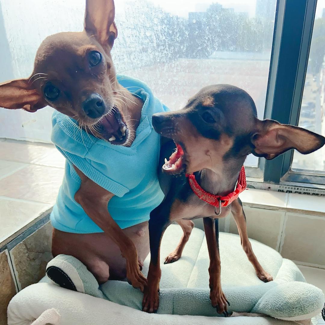 小鹿犬的宝宝呀
