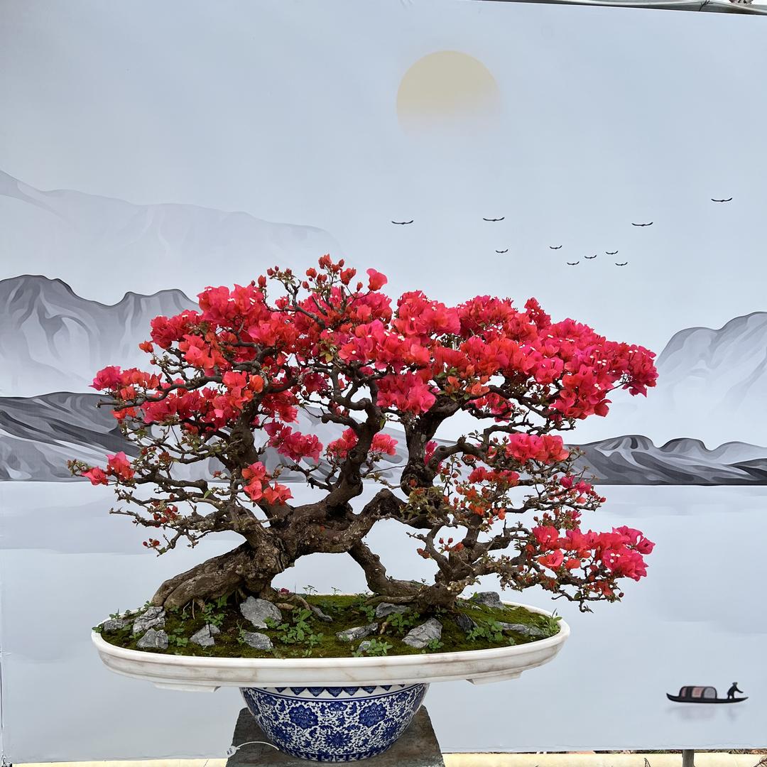 花里花外三角梅盆景