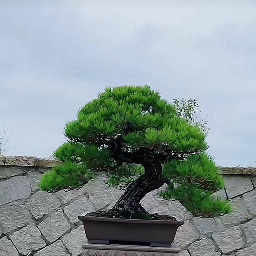 天台上的糸鱼川
