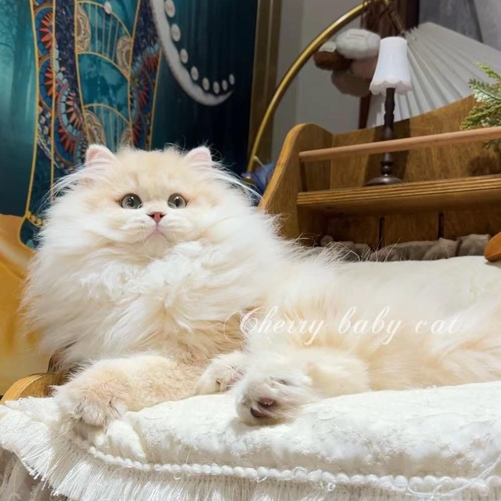 Cherrybaby🍒樱桃渐层猫舍