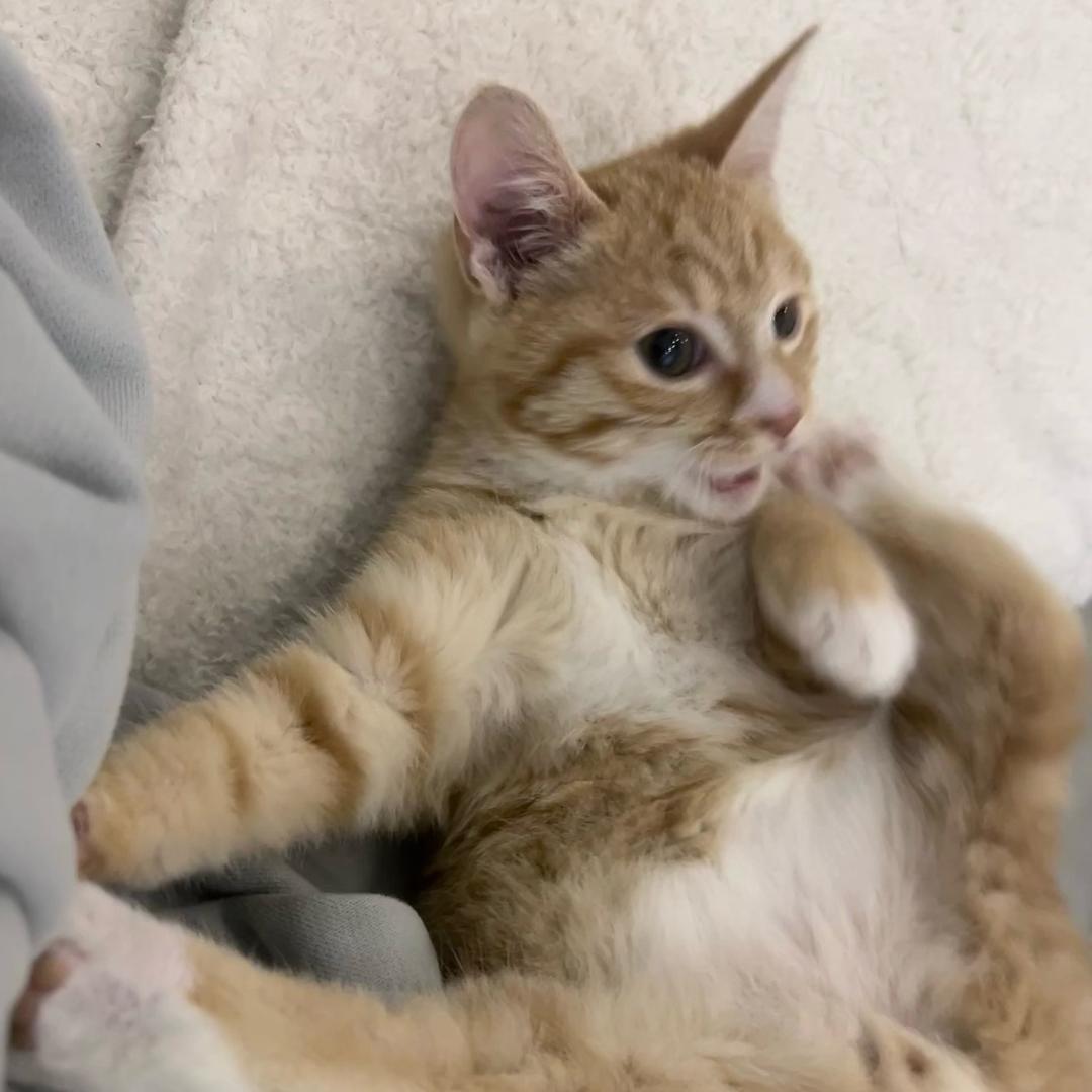 小🐱