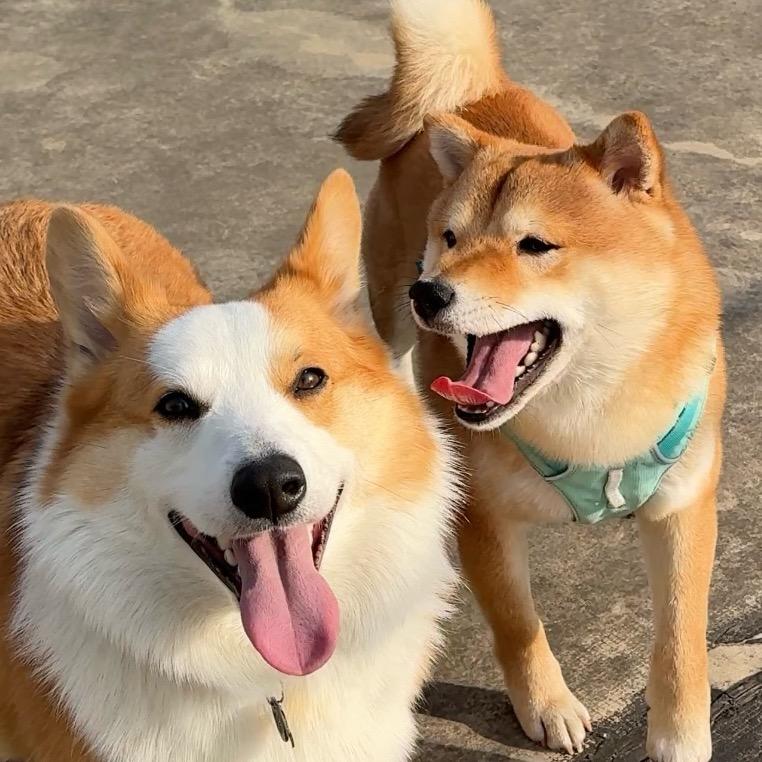 来来和财财
