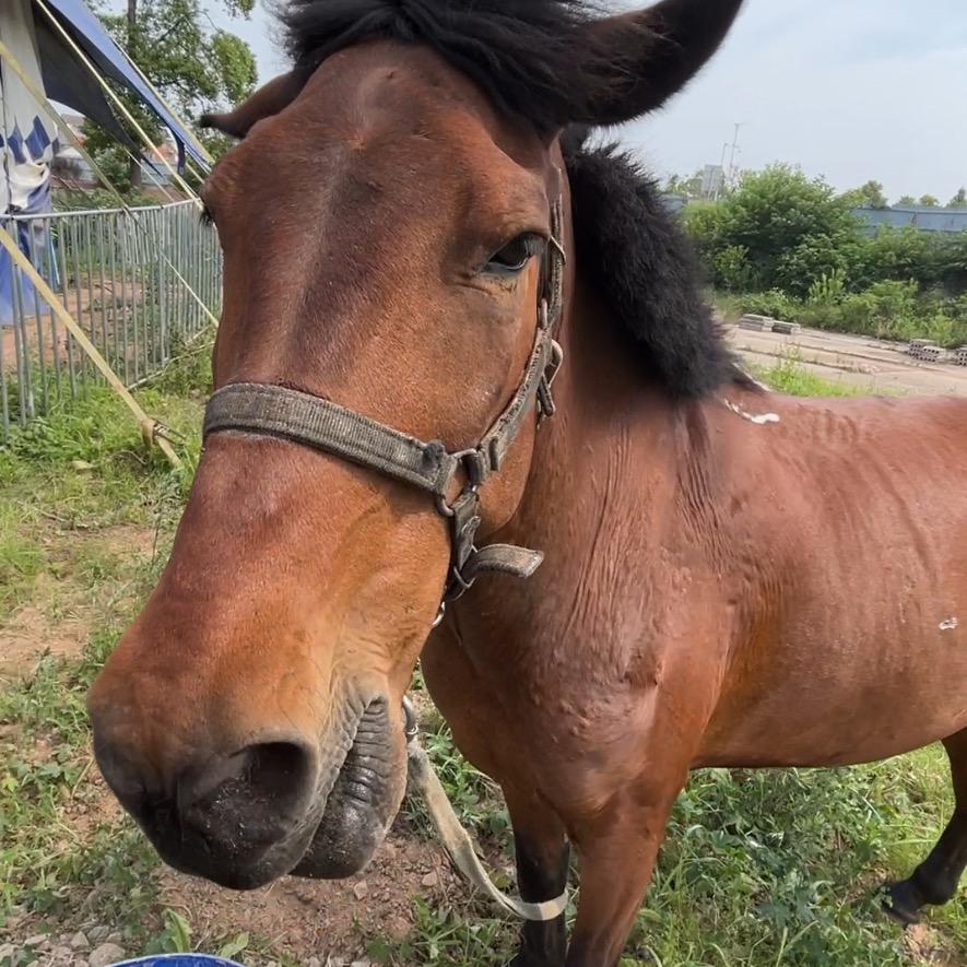 阿庆带你看马戏合肥海红文化传媒有限公司