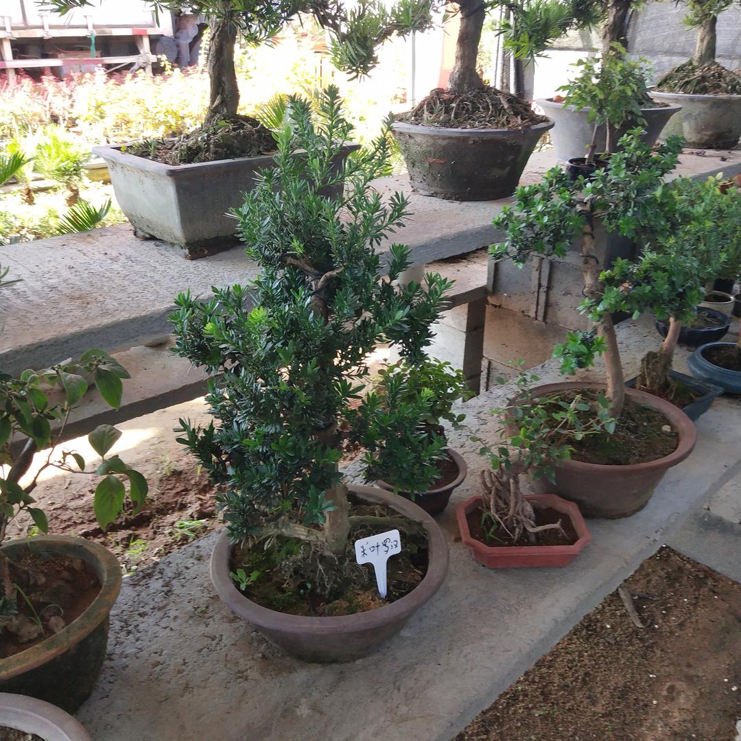 雅香居盆景花卉