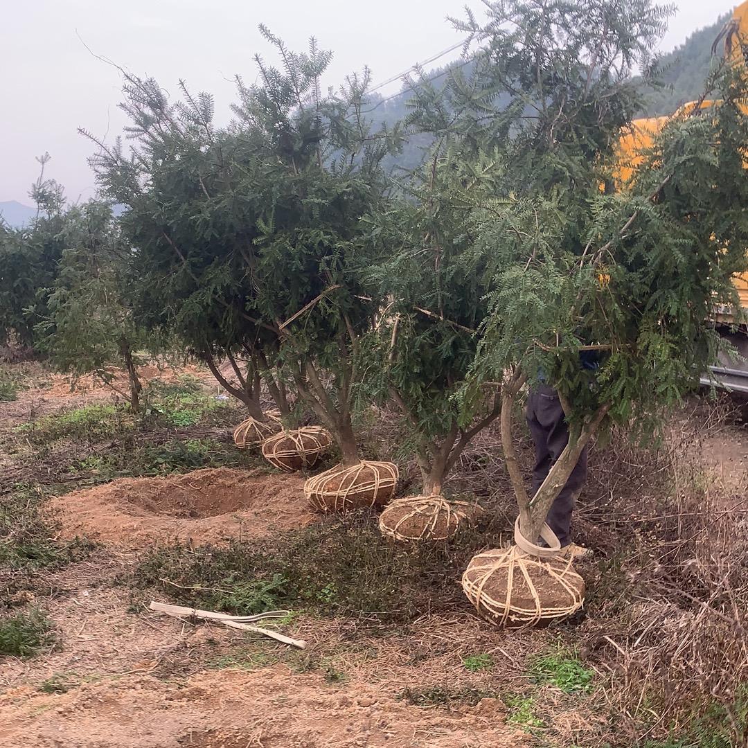 浙江香榧苗木基地