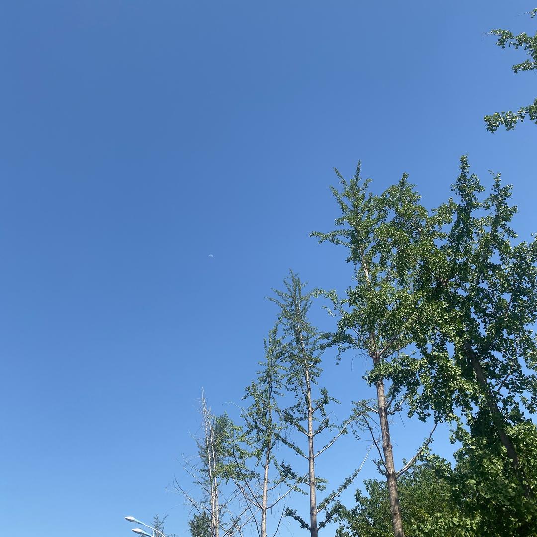 栀麦
