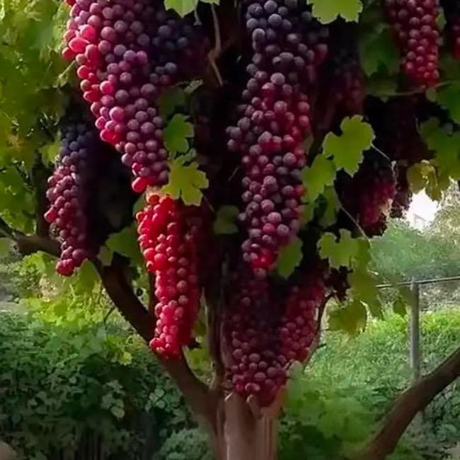 果子树