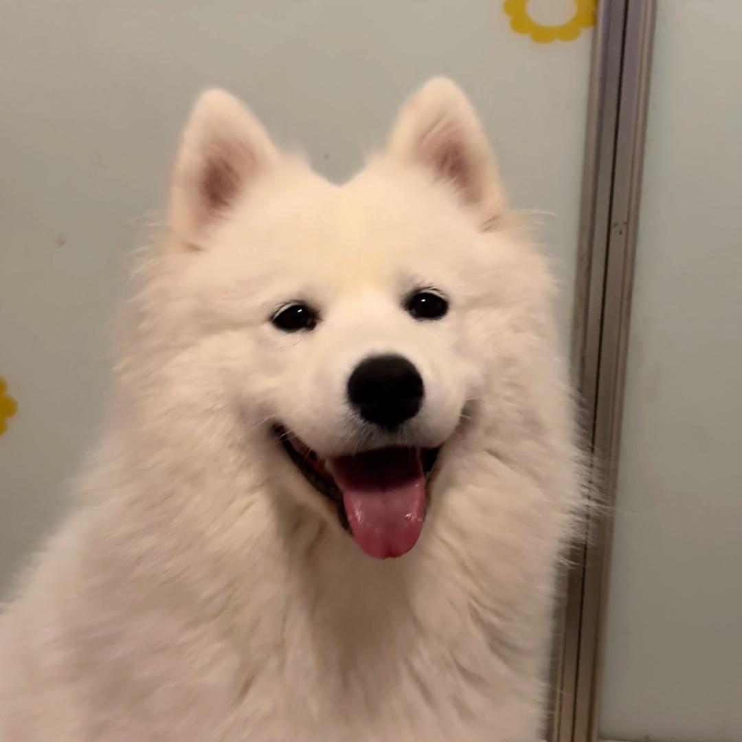 @肥肥的快乐日记