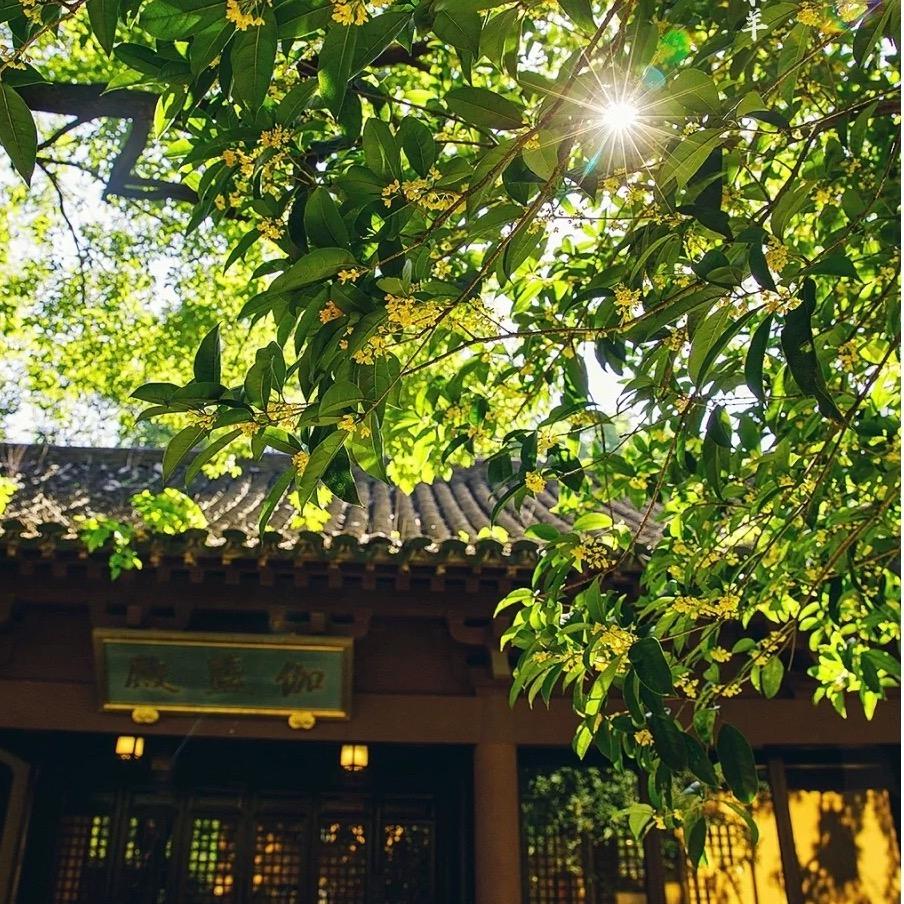 菩提禅言
