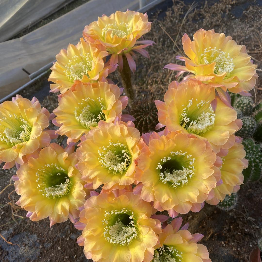 花缘绿植