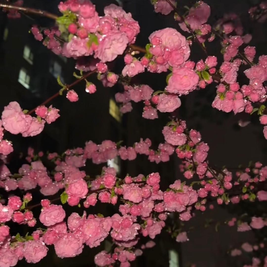 MW予安 ~o(〃'▽'〃)o