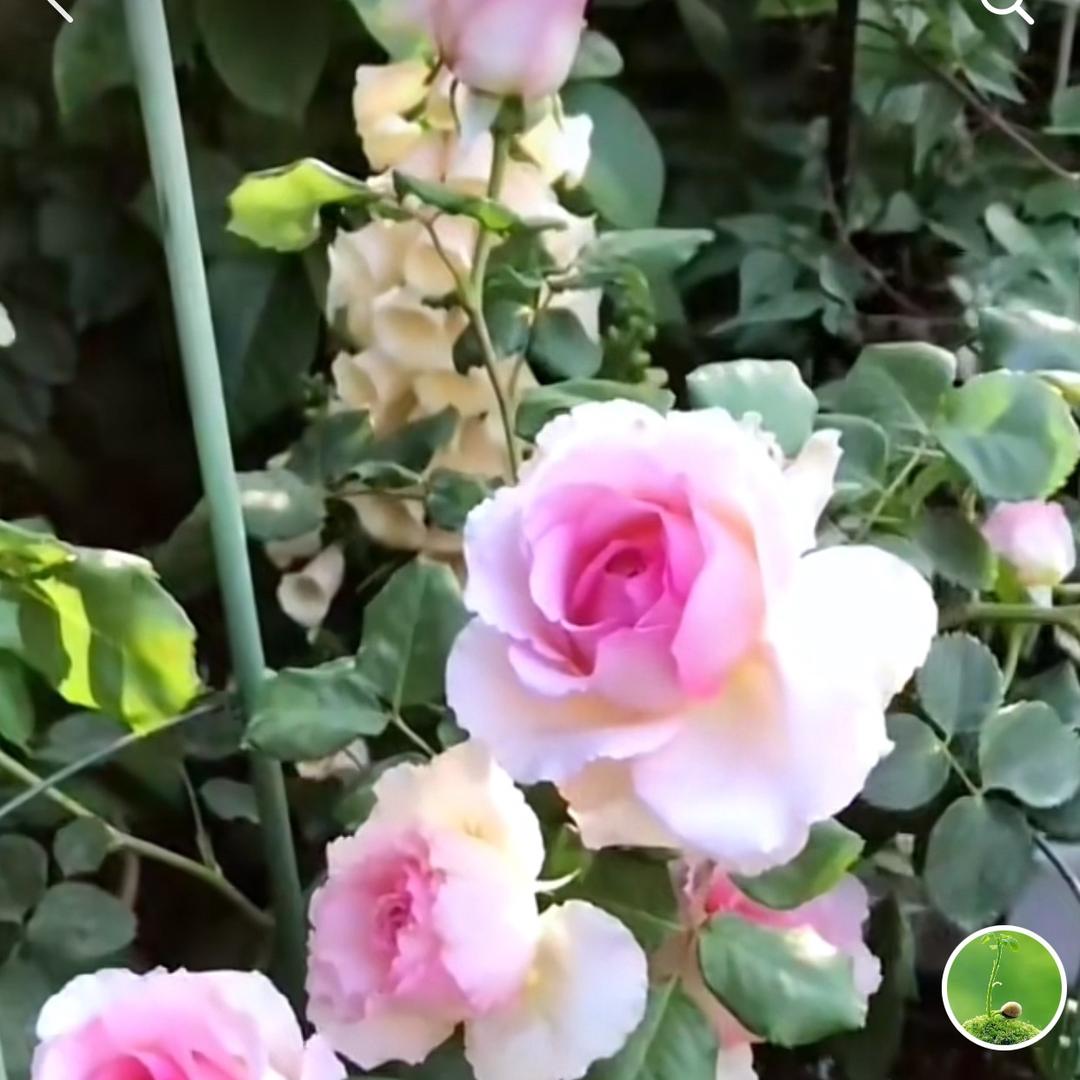 锦绣花园月季苗圃