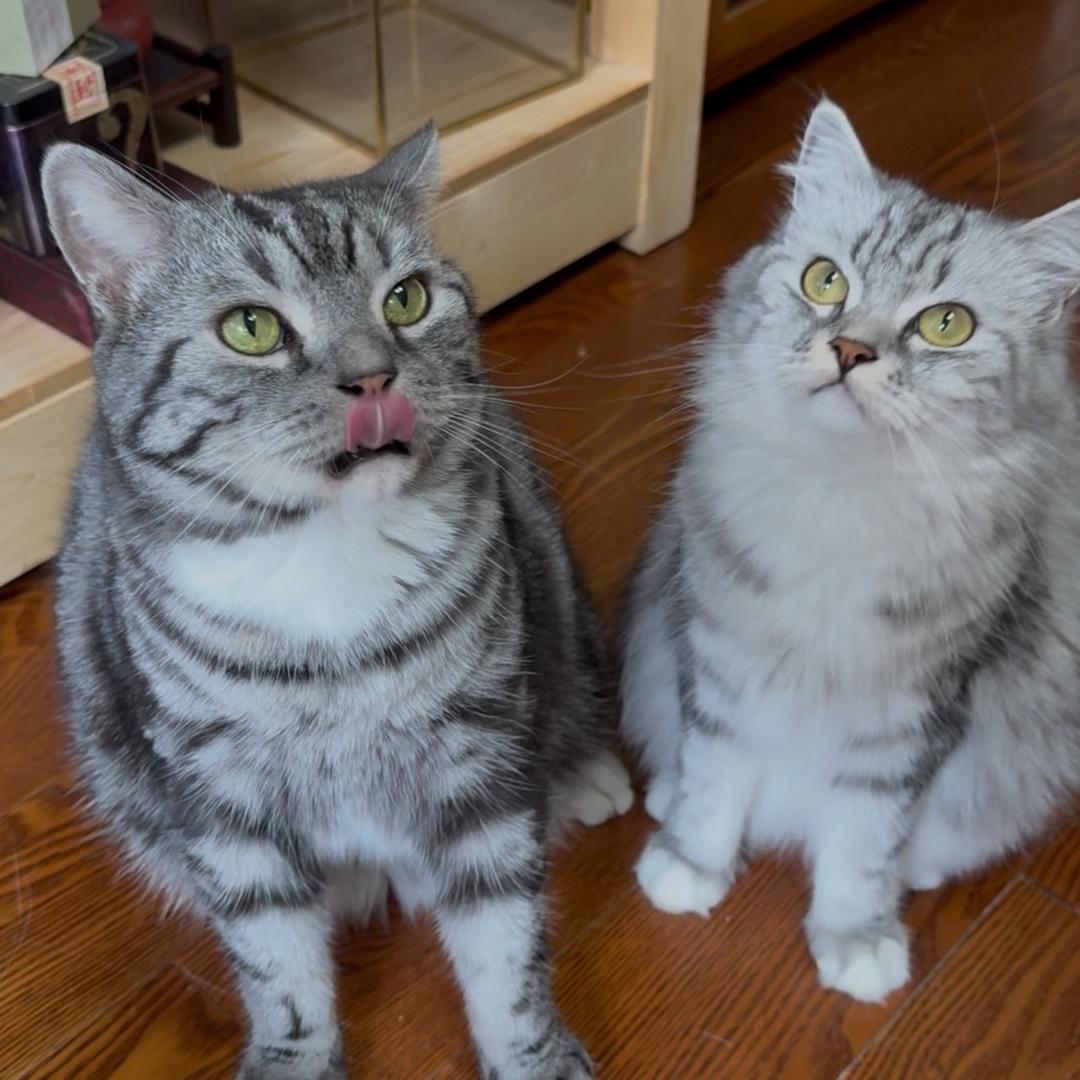 斑斑和躺平的猫砂店