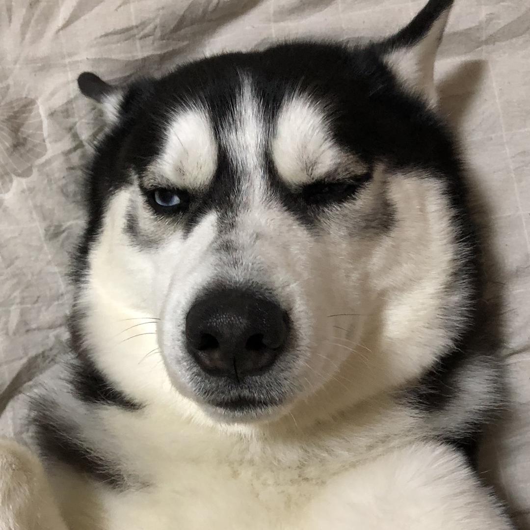 富贵不长毛