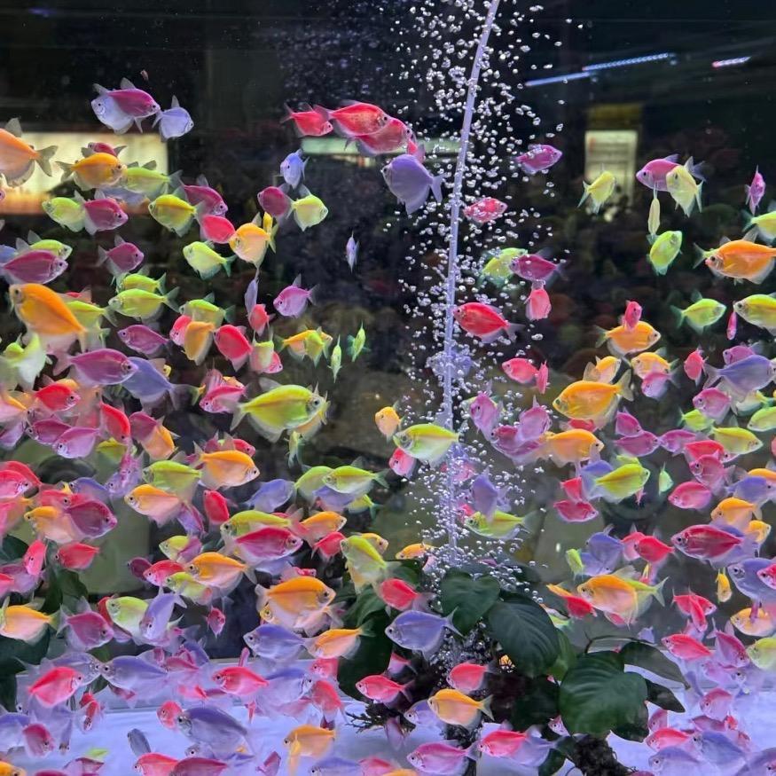 养鱼的小女孩🐳