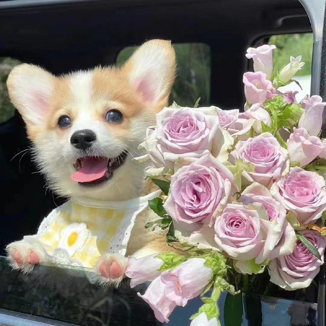 遇见花坊🌱