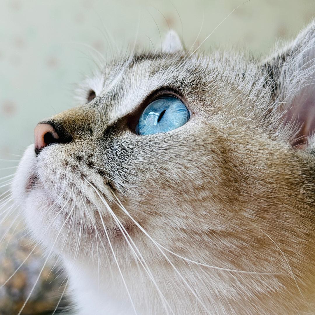 小耳朵教育科技