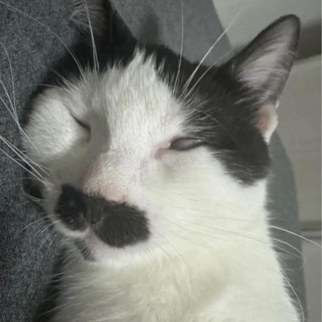 大蟑螂我就这样🍜