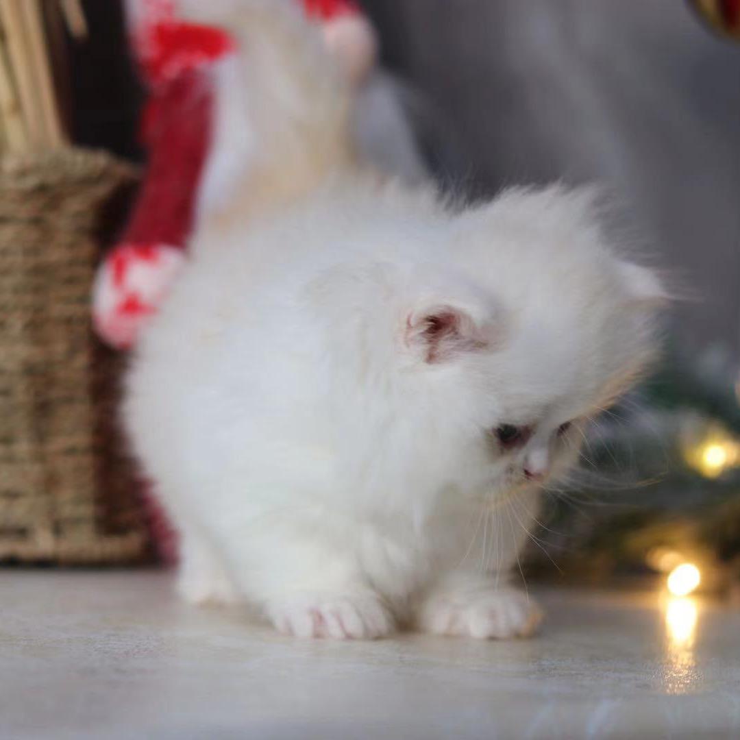 Yumi家的猫
