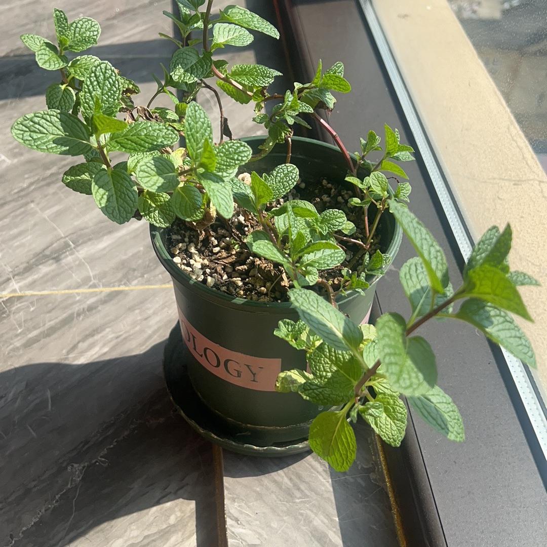 邻江鱼甄选