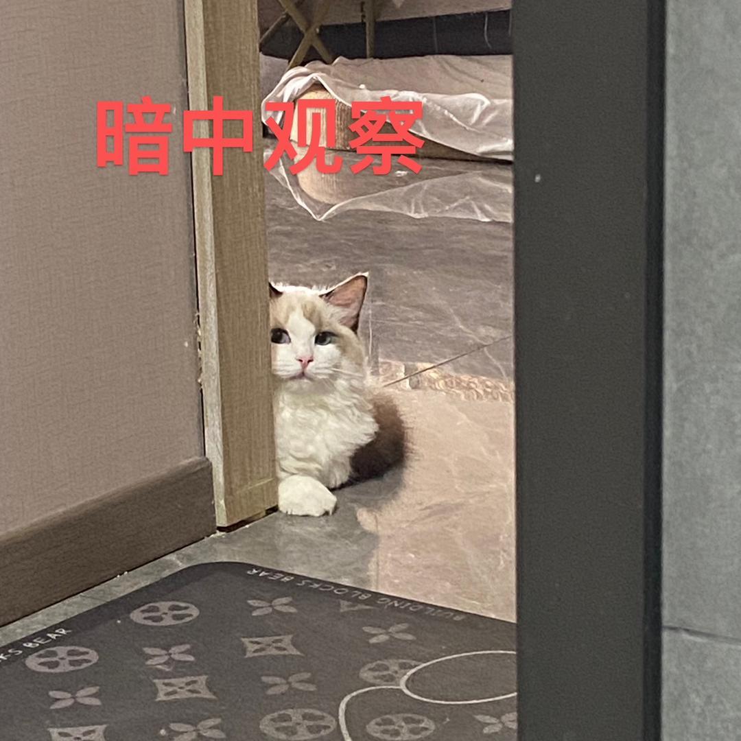 我不看月亮🍊