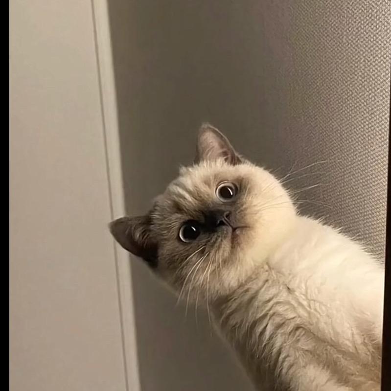 老实人联盟盟长