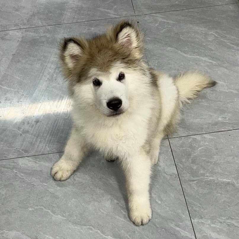 小龙龙