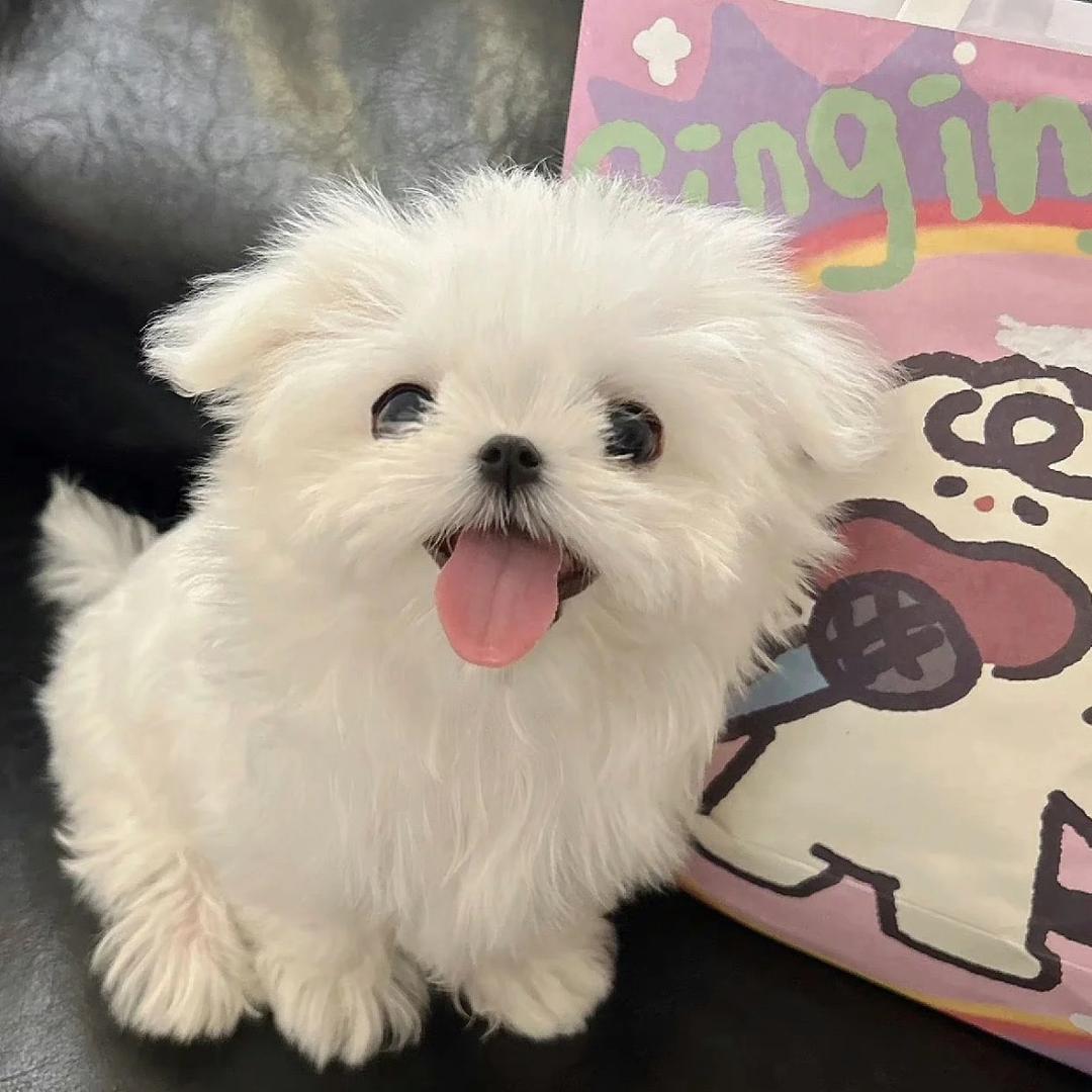 顺子