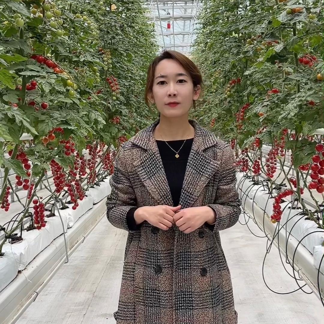 中荷无土栽培技术推广 杜志芳