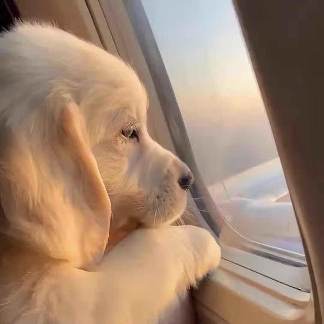 周可儿