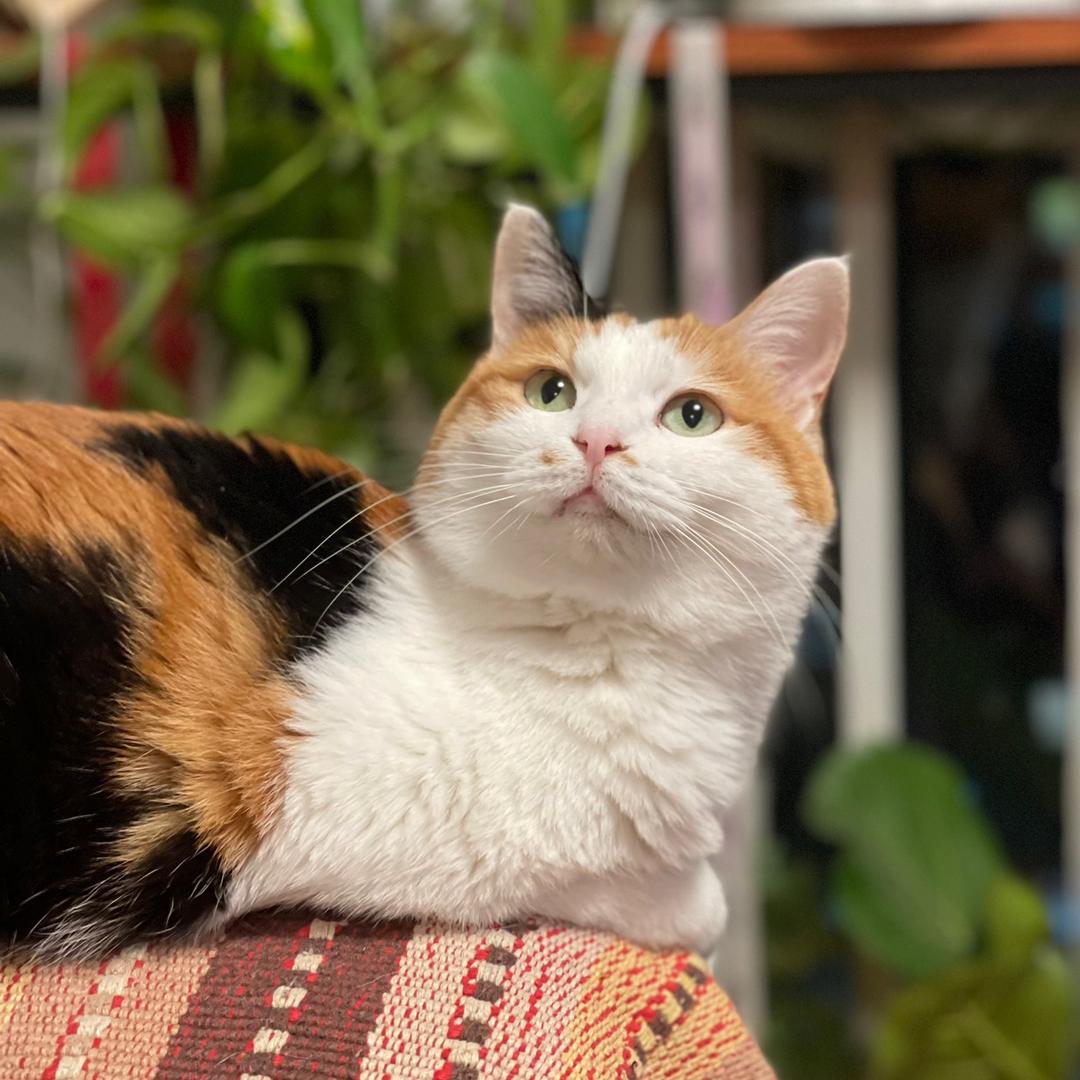 🐱猫猫旅行日记🐱