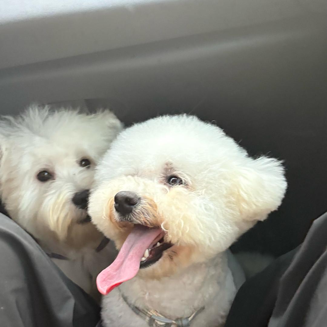 糖糖家的狗狗们