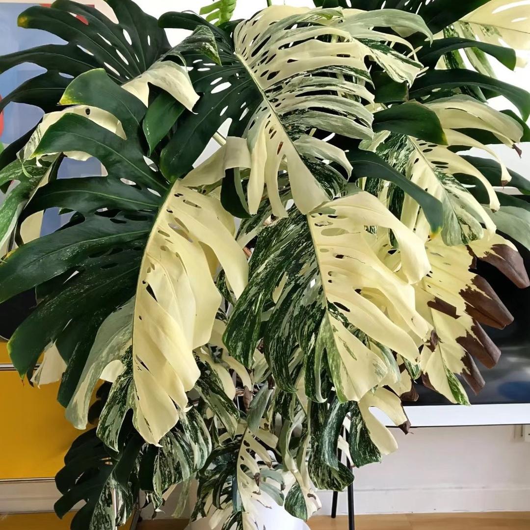 逗逗的热植圈