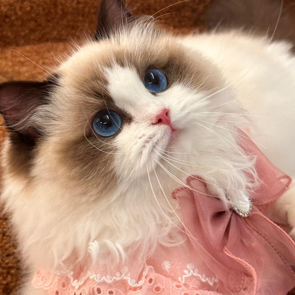 深圳沉香布偶猫舍